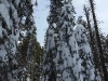snowtrees